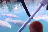 Crystal River Manatee Snorkel Tour with Photographer 3 hr thumbnail 4