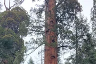 Los Angeles Yosemite and Sequoia National Parks 2-Day Trip thumbnail 6
