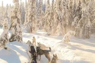 Anchorage Dog Sledding & Animal Adventure thumbnail 2
