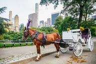 New York City Central Park Horse Carriage Ride thumbnail 1
