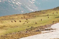 Rocky Mountain National Park Elk Rut Tour thumbnail 6