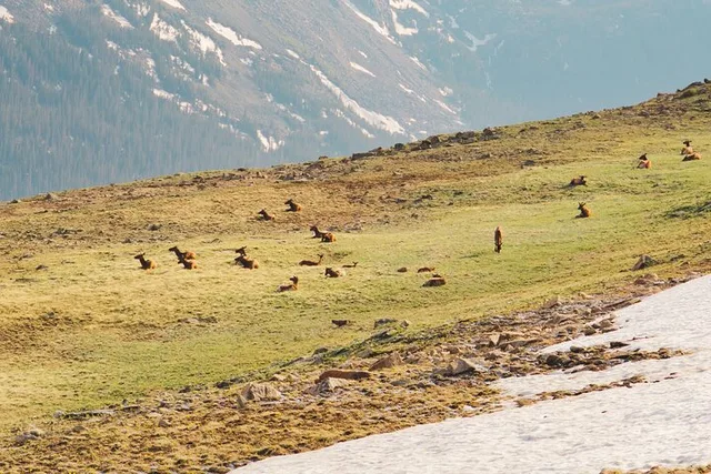 Rocky Mountain National Park Elk Rut Tour - Image 6