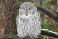 Jackson Hole Grand Teton National Park Guided Tour thumbnail 5