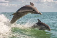 Cape May Whale and Dolphin Watching Cruise thumbnail 1