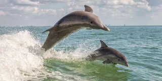 Cape May Whale and Dolphin Watching Cruise