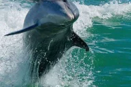 Madeira Beach Egmont Key Snorkeling and Dolphin Cruise 4 hr thumbnail 1