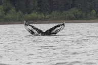 Hoonah Whale Watching and Fishing Tour thumbnail 1