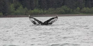 Hoonah Whale Watching and Fishing Tour