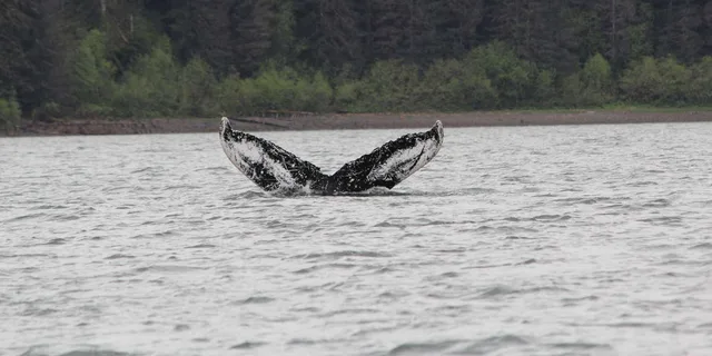 Hoonah Whale Watching and Fishing Tour - Image 1