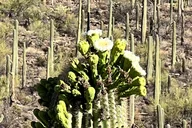 Tucson Sonoran Desert Guided Hike thumbnail 5
