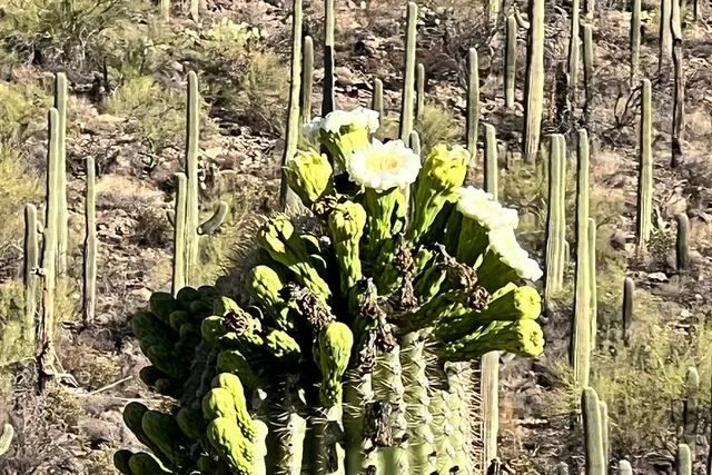 Tucson Sonoran Desert Guided Hike - Image 5