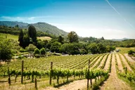 San Francisco Napa and Sonoma Wine Tour thumbnail 3