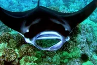 Kailua-Kona Manta Ray Night Snorkel Tour thumbnail 3