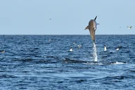 Jekyll Island Dolphin Tour thumbnail 5
