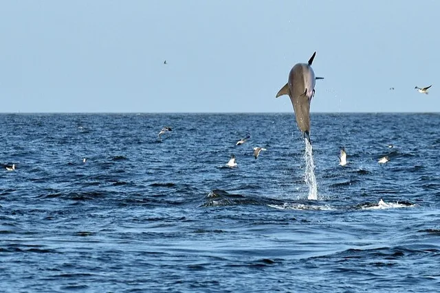 Jekyll Island Dolphin Tour - Image 5