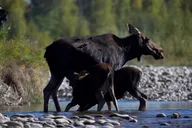 Rocky Mountain National Park Wildlife Tour thumbnail 3