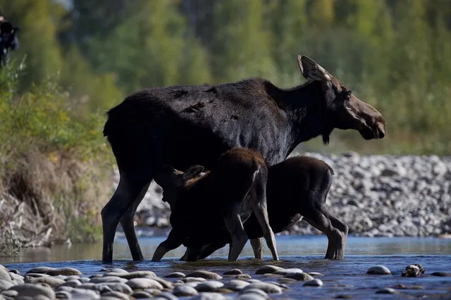 Rocky Mountain National Park Wildlife Tour - Image 3