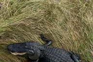 Miami Everglades Tour with Boat Trips and Lunch thumbnail 5
