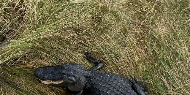 Miami Everglades Tour with Boat Trips and Lunch - Image 5
