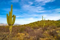 Tucson Saguaro National Park Self-Guided Audio Tour thumbnail 4