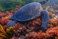 La Jolla Snorkel Gear Rental Full-Day thumbnail 4