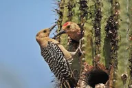 Tucson Sabino Canyon Adventure Game 2 hr thumbnail 4