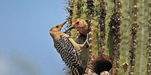 Tucson Sabino Canyon Adventure Game 2 hr - Image 4
