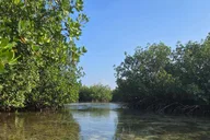 Key West Mangrove Kayak or SUP Eco Tour 2 hr thumbnail 6