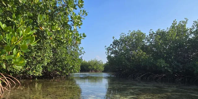 Key West Mangrove Kayak or SUP Eco Tour 2 hr - Image 6