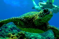 Maui Kaanapali Beach Snorkel Tour with BBQ Lunch thumbnail 4