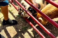 Hutto KuneKune Pig Farm Tour 45 min thumbnail 4