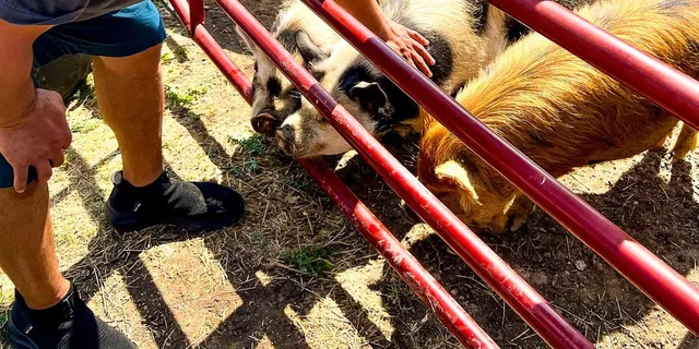 Hutto KuneKune Pig Farm Tour 45 min - Image 4