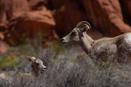 Las Vegas Valley of Fire Hiking Tour thumbnail 3