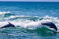 Clearwater Dolphin Sightseeing Cruise thumbnail 3