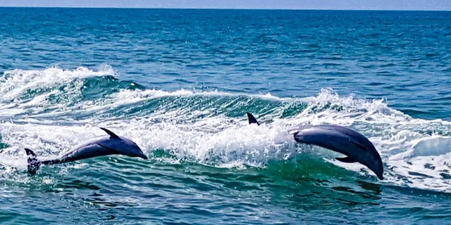 Clearwater Dolphin Sightseeing Cruise - Image 3