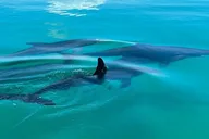 Key West Dolphin & Snorkeling Tour - Small Group thumbnail 4