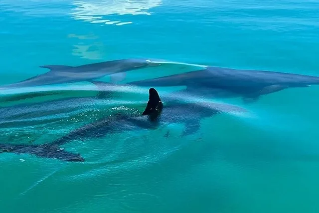 Key West Dolphin & Snorkeling Tour - Small Group - Image 4