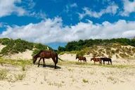 Corolla Wild Horse 4WD Tour 2 hr thumbnail 6