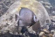 Key West Private Snorkeling Charter thumbnail 6