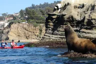 La Jolla Kayak Tour of the 7 Caves thumbnail 3