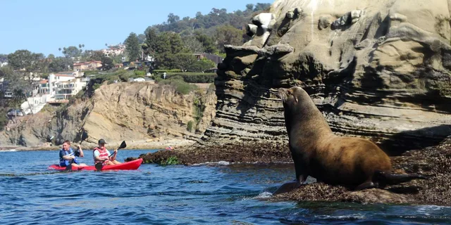 La Jolla Kayak Tour of the 7 Caves - Image 3