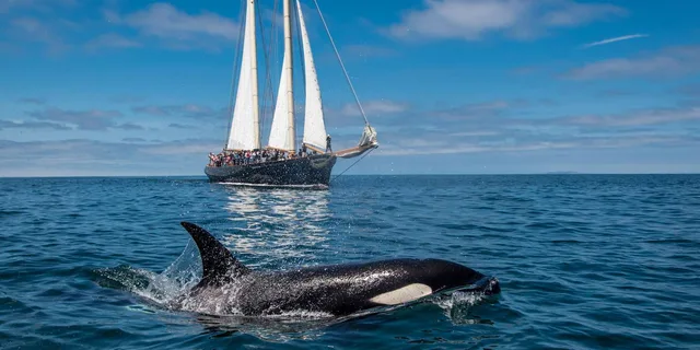 San Diego Whale Watching Cruise on Yacht America - Image 2