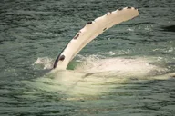 Juneau Mendenhall Glacier Whale Watching Tour thumbnail 3