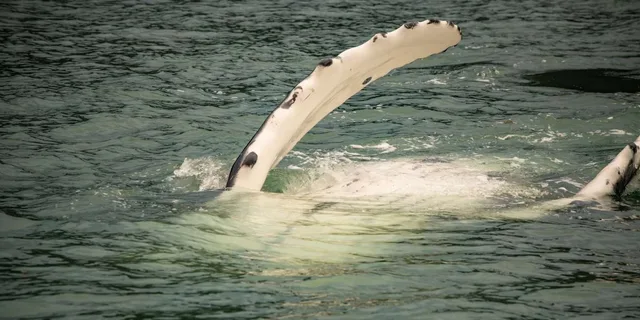 Juneau Mendenhall Glacier Whale Watching Tour - Image 3