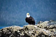 Sitka Tour: Fortress of the Bear & Totems thumbnail 3