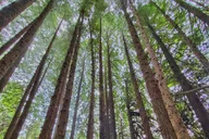 Maui Redwood Hiking Experience thumbnail 2