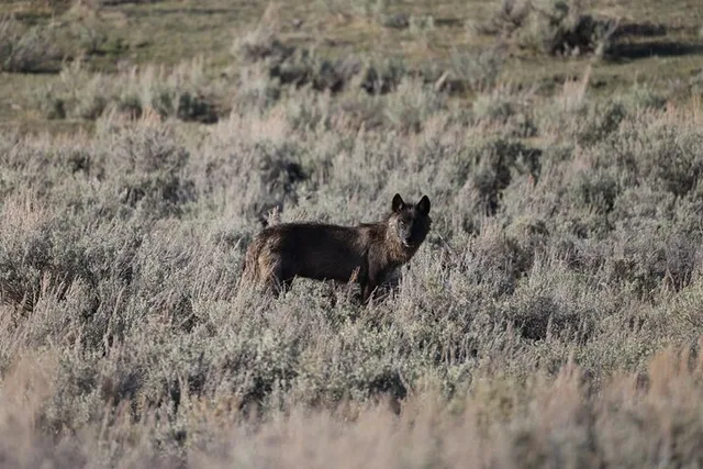 Yellowstone Wildlife Adventure Upper Loop Full-Day - Image 6