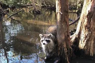 New Orleans Honey Island Swamp Boat Tour thumbnail 3