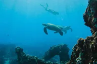 Lahaina Snorkel and Sail to Lāna'i Coast 5 hr thumbnail 5