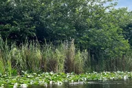 Miami Everglades Airboat Tour with Transportation thumbnail 4